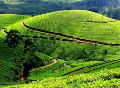 Kerala - Cochin - Munnar - Thekkady - Alleppy : 6 Days - 5 Nights Tour