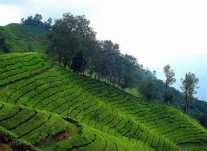 Kerala - Cochin - Munnar - Thekkady - Alleppy : 6 Days - 5 Nights Tour