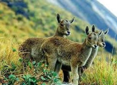 Cochin - Guruvayur - Kaladi - Munnar – Thekkady - Alleppey Houseboat - Cochin 06 Days / 05 Nights