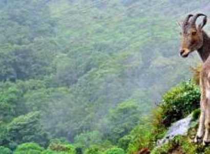 Gods Own Country – Kerala Special Tour (5D/4N)