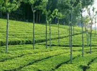 One day Tour Type - X