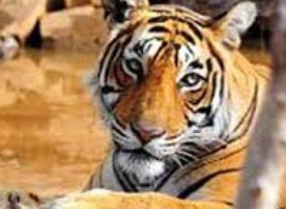 Jaipur - Ranthambore 2N 3D Tour