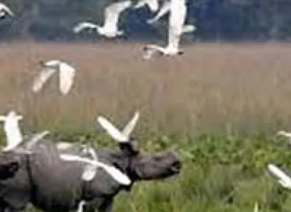 Rhinoland Tour - Assam Tour