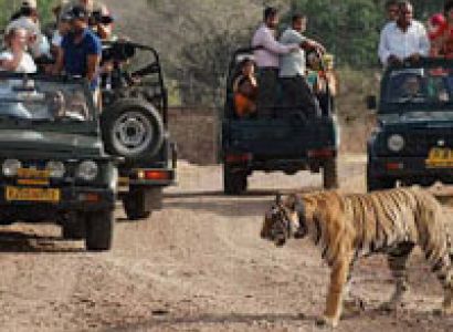 Golden Triangle with Tiger Safari Tour