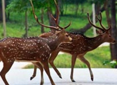 Bangalore, Mysore, Wayanad, Bekal& Mangalore Package