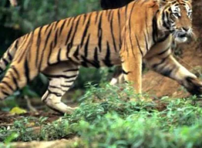 India Nepal Wildlife Tour