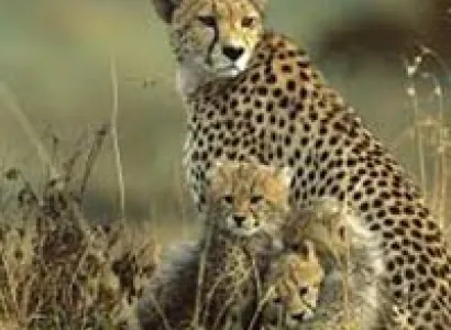 Wildlife Tour of Kenya
