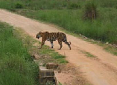 Kanha Wildlife Sanctuary Tour