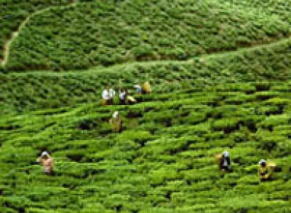 Gangtok - Darjeeling Tour