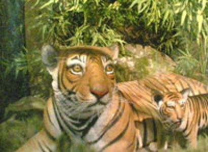 Kanha Wildlife Sanctuary Tour