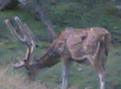 Kanha Wildlife Sanctuary Tour