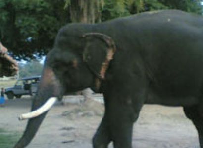 Kanha Wildlife Sanctuary Tour