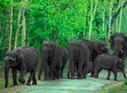 Bandipur and Ooty Tour