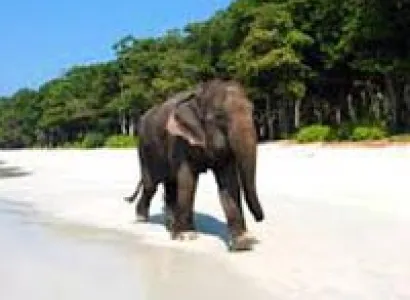 Couple Package (4 N Port blair with Baratang + 2 N Havelock)