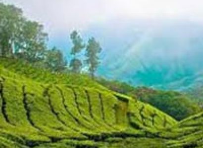 Cochin - Alleppey - Thekkady - Munnar Tour 5N/6D