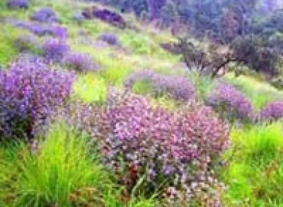 Cochin - Munnar - Thekkady - Allepey - Kovalam - Trivandrum Tour 7n/8d Package