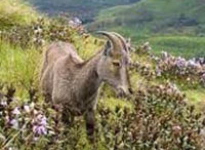 Cochin - Munnar - Thekkady - Allepey - Kovalam - Trivandrum Tour 7n/8d Package