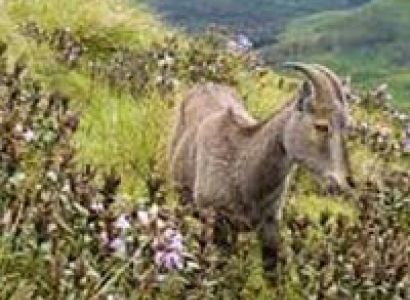 Ooty - Kodaikanal - Munnar Tour