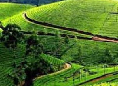 Munnar Honeymoon Tour Package