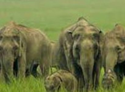 Delhi - Corbett National Park Weekend Tour Package