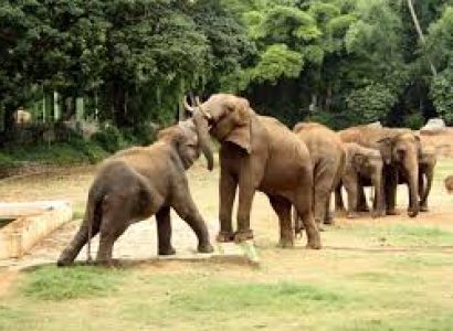 4 Nights 5 Days Bangalore-Mysore-Coorg Tour